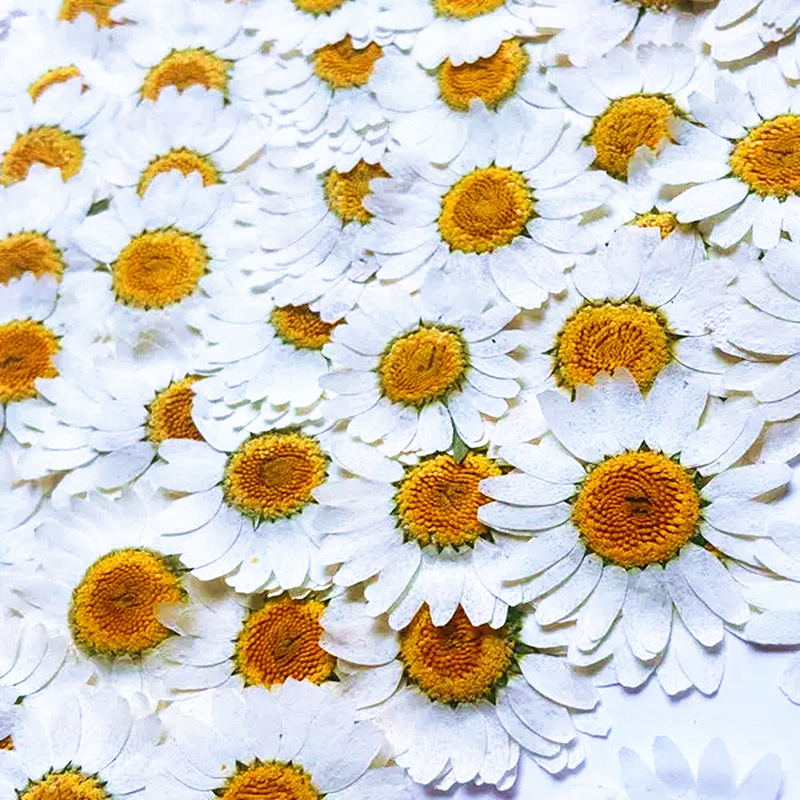 100Pcs Natural White Crystal C - Gardening Tools Diy avis et prix