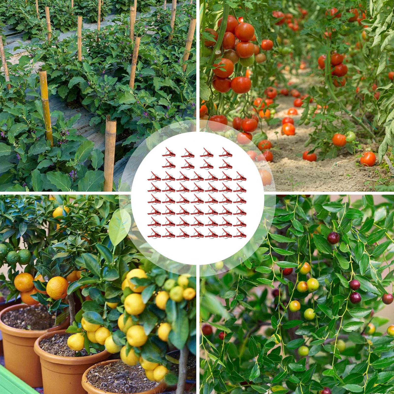 50Pcs Plant Grafting Clip Plas - Gardening Tools Uses avis et prix