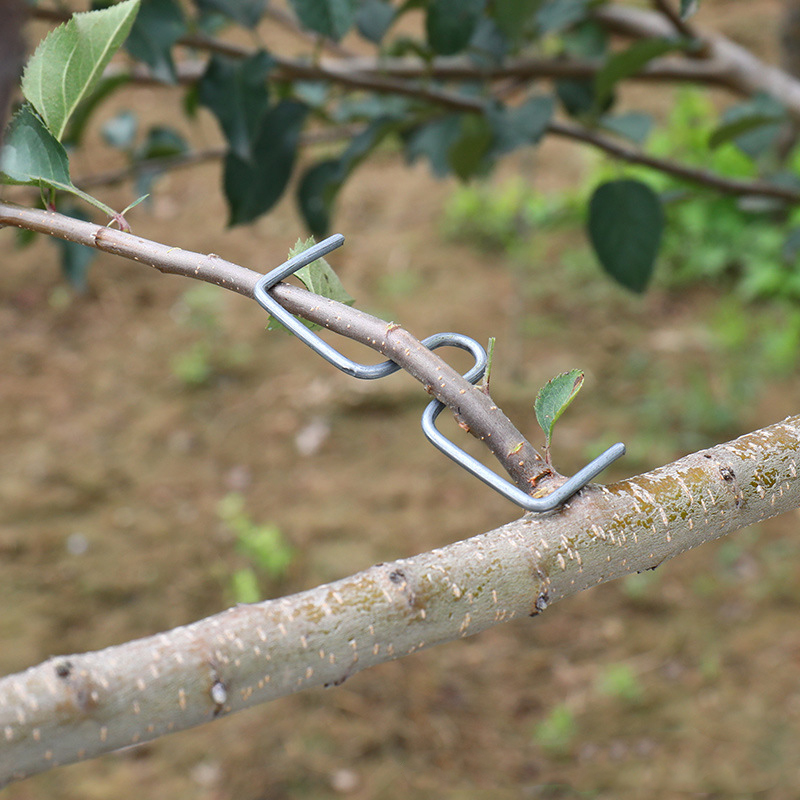 30pcs/set Fruit Tree Branch Pu - Gardening Tools Wholesale avis et prix