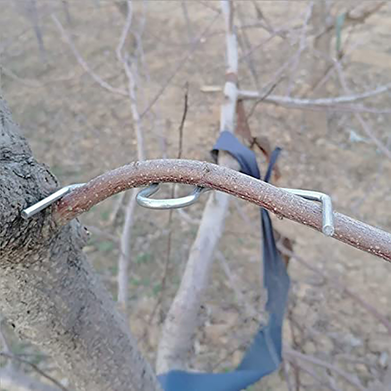 30pcs/set Fruit Tree Branch Pu - Gardening Tools Wholesale avis et prix