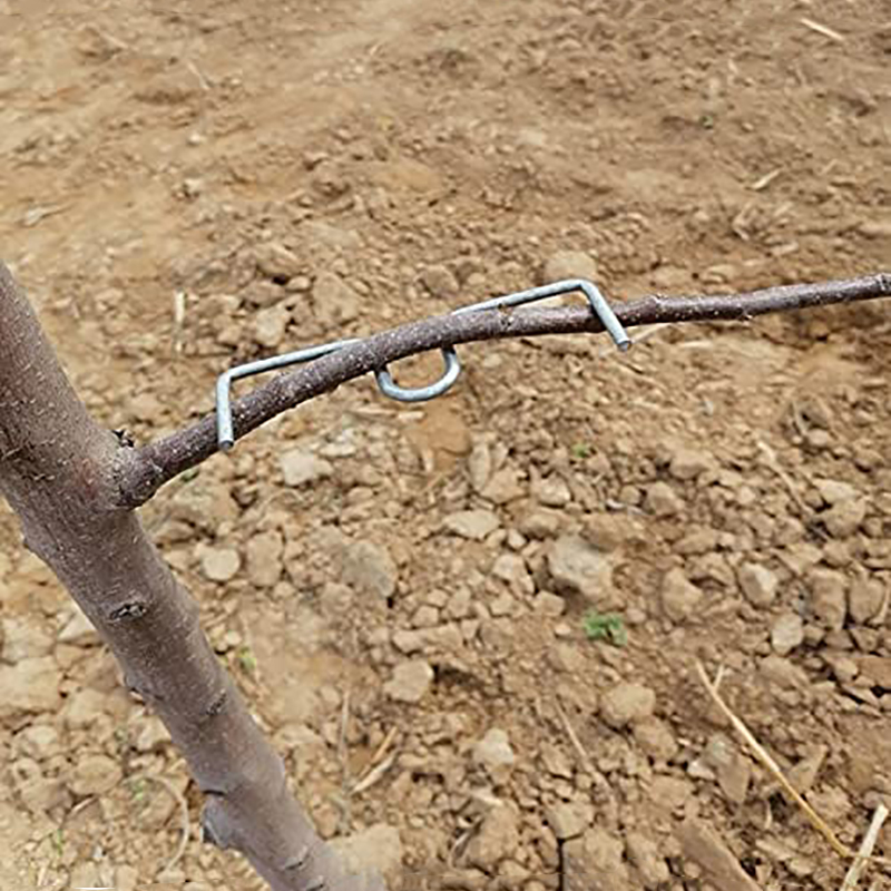 30pcs/set Fruit Tree Branch Pu - Gardening Tools Wholesale avis et prix